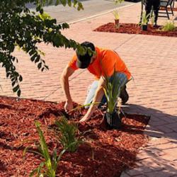 Planting flowers on streets