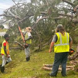 Trees removal