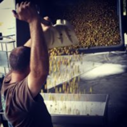 wine production