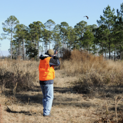 Live Oak Plantation - hunting