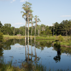 Live Oak Plantation, lake