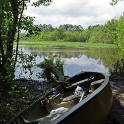 Reed Bingham State Park
