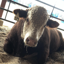 Sunbelt Ag Expo, cows