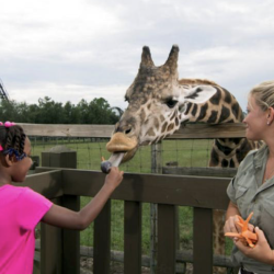 Giraffe in Wild Adventures park