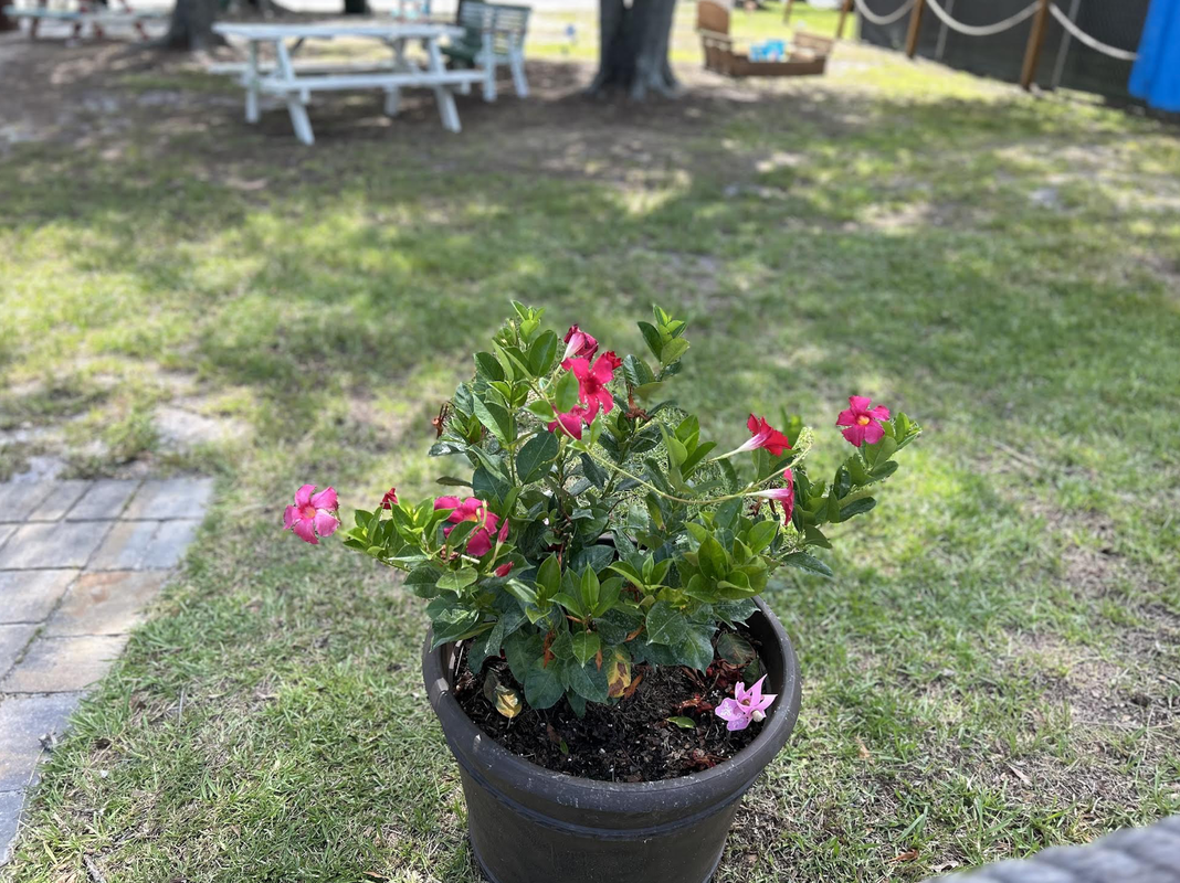 Storybook park, flowers in planters