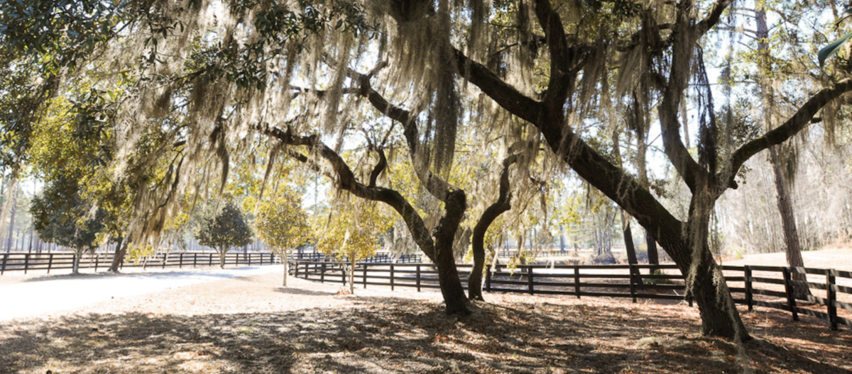 Live Oak Plantation