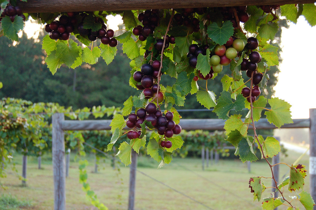 Horse Creek Winery
